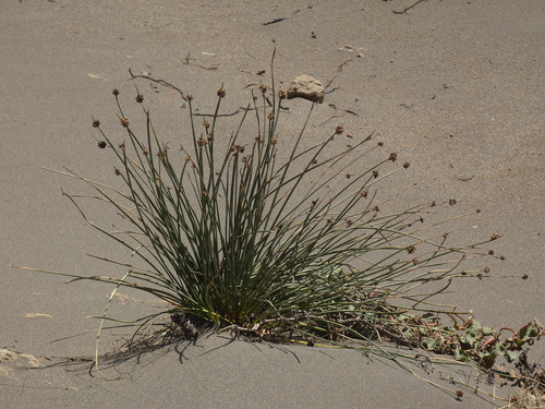 Ficinia nodosa (Knobby Clubrush)