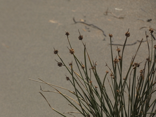Ficinia nodosa (Knobby Clubrush) (alternate view 2)