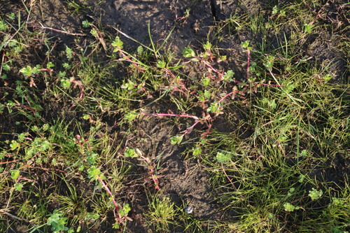 Lythrum hyssopifolia (Hyssop Loosestrife) (alternate view 6)