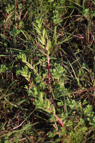 Lythrum hyssopifolia (Hyssop Loosestrife) (alternate view 7)