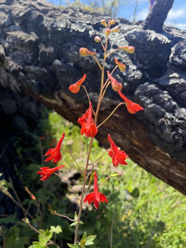 Delphinium nudicaule (Red larkspur) (alternate view 2)