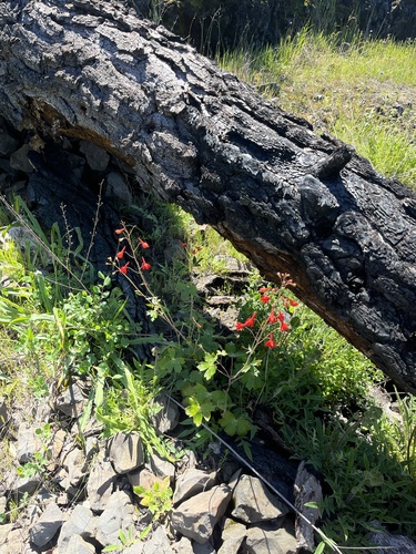 Delphinium nudicaule (Red larkspur) (alternate view 4)