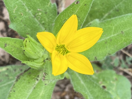 Lindheimera texana (Texas yellow star) (alternate view 7)