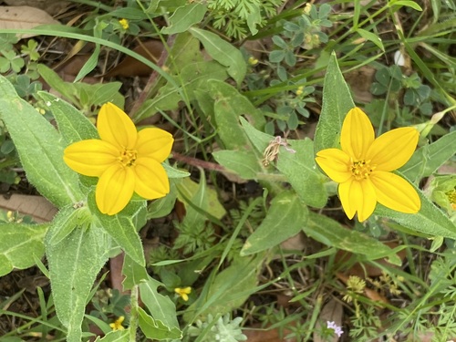Lindheimera texana (Texas yellow star) (alternate view 8)