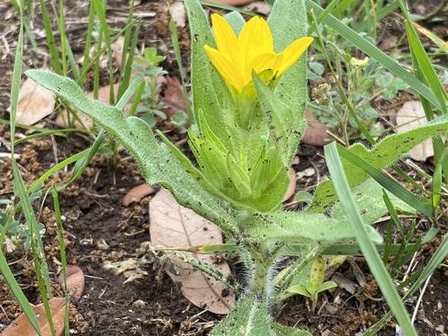 Lindheimera texana (Texas yellow star) (alternate view 9)