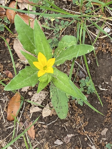 Lindheimera texana (Texas yellow star) (alternate view 10)