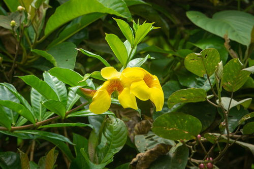 Allamanda cathartica (Allamanda Vine)