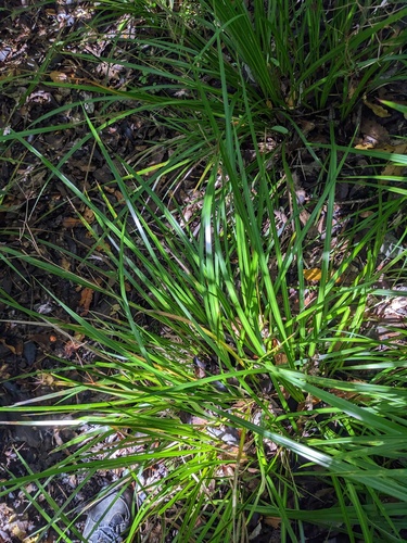 Libertia grandiflora (alternate view 2)