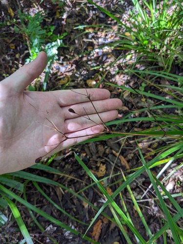 Libertia grandiflora (alternate view 3)