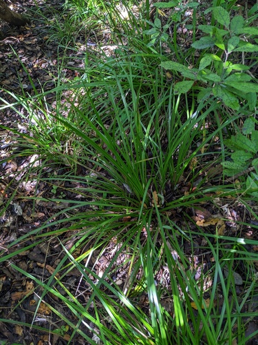Libertia grandiflora (alternate view 4)