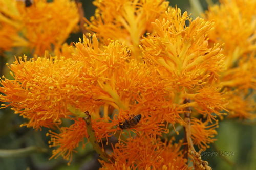 Nuytsia floribunda (Western Australian Christmas Tree) (alternate view 4)