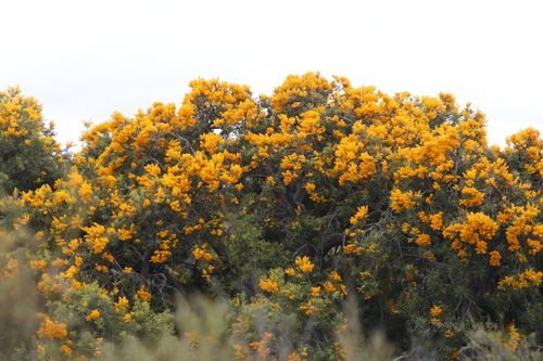 Nuytsia floribunda (Western Australian Christmas Tree) (alternate view 5)