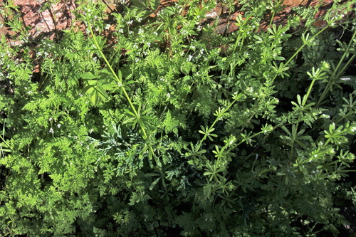 Anthriscus caucalis (Bur Parsley) (alternate view 2)