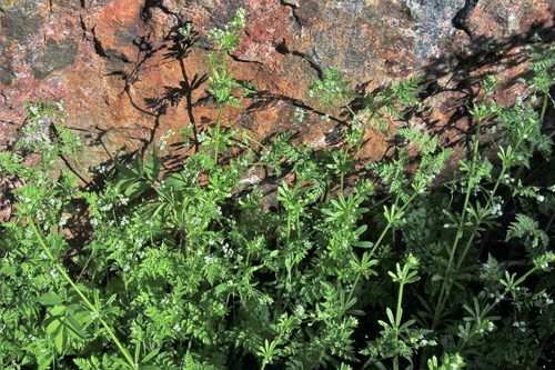Anthriscus caucalis (Bur Parsley) (alternate view 3)