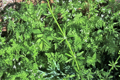 Anthriscus caucalis (Bur Parsley) (alternate view 4)