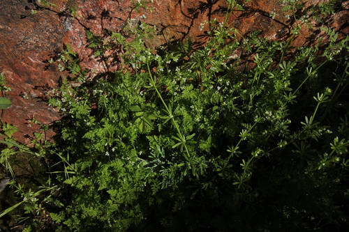 Anthriscus caucalis (Bur Parsley) (alternate view 5)
