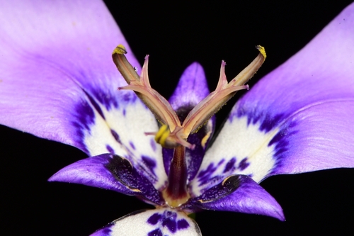 Herbertia lahue (Prairie Nymph) (alternate view 5)