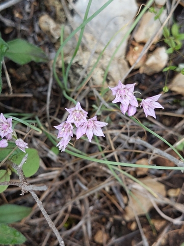 Allium drummondii (Drummond's Onion) (alternate view 4)
