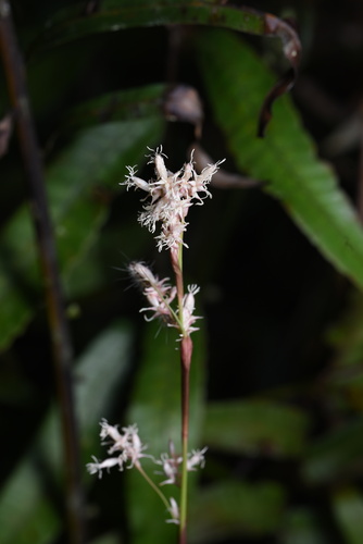 Carex scaposa (Pink-Flowered Sedge)
