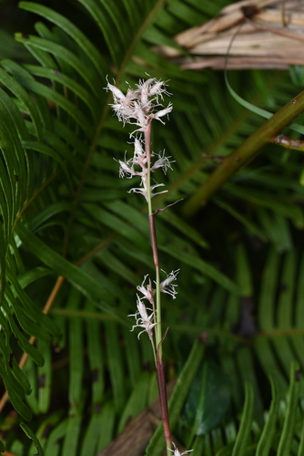 Carex scaposa (Pink-Flowered Sedge)