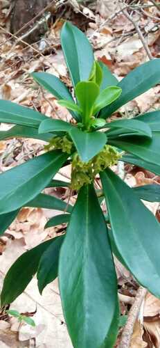 Daphne laureola (spurge daphne) (alternate view 5)