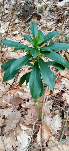 Daphne laureola (spurge daphne) (alternate view 6)