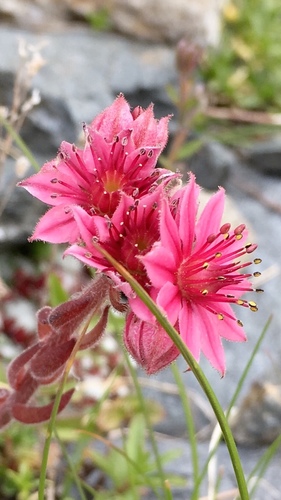 Sempervivum arachnoideum (cobweb houseleek)