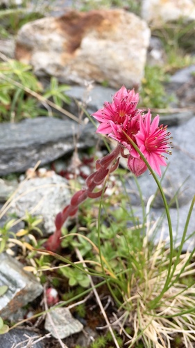 Sempervivum arachnoideum (cobweb houseleek) (alternate view 2)
