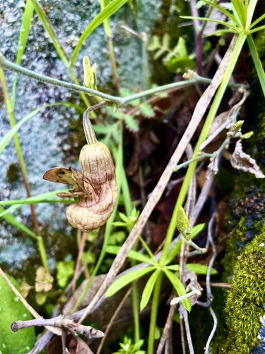 Aristolochia californica (California Dutchman's Pipe) (alternate view 8)