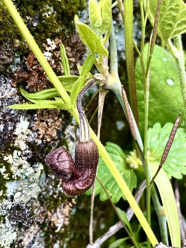 Aristolochia californica (California Dutchman's Pipe) (alternate view 10)
