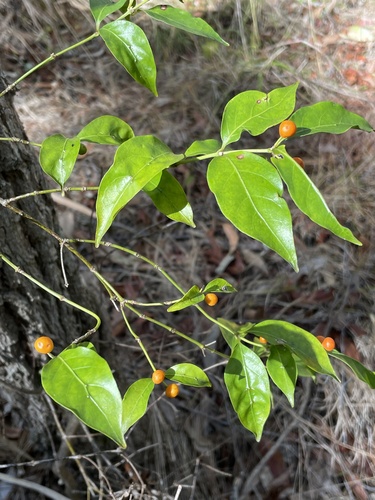 Gynochthodes jasminoides (sweet morinda) (alternate view 5)