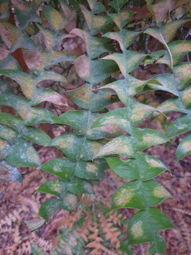 Banksia grandis (Giant Banksia) (alternate view 8)