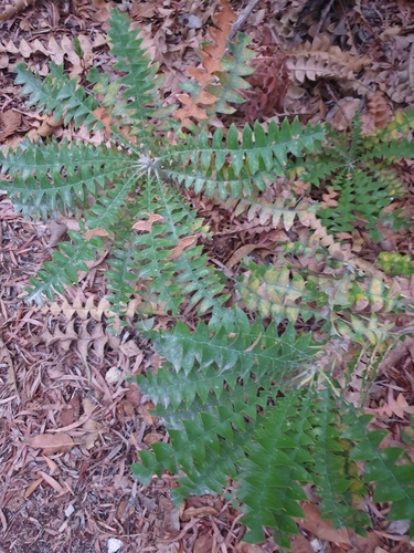 Banksia grandis (Giant Banksia) (alternate view 9)