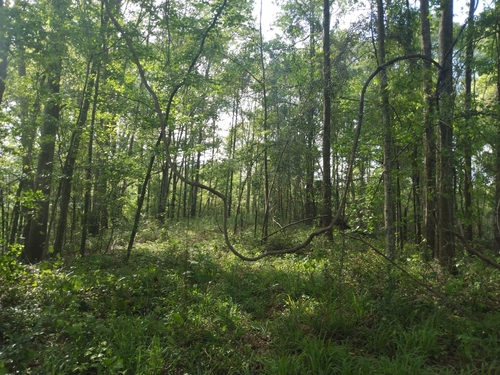 Vitis rotundifolia (muscadine)