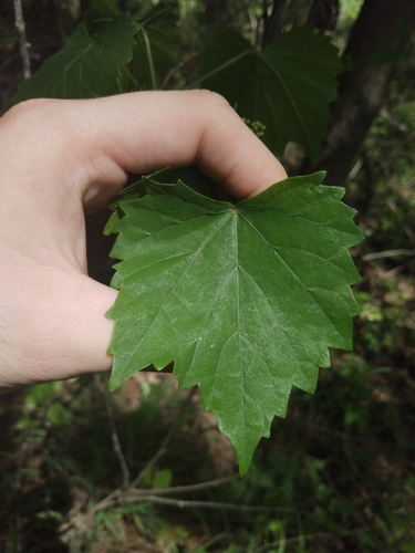 Vitis rotundifolia (muscadine)