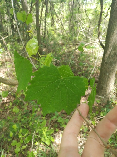 Vitis rotundifolia (muscadine)