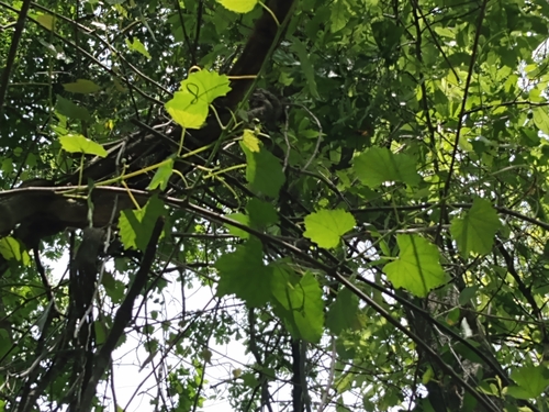 Vitis rotundifolia (muscadine)