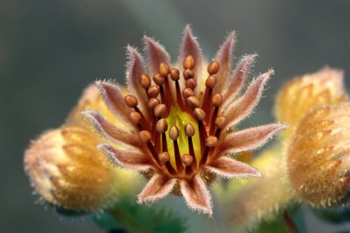 Sempervivum tectorum (Hens and Chicks) (alternate view 6)