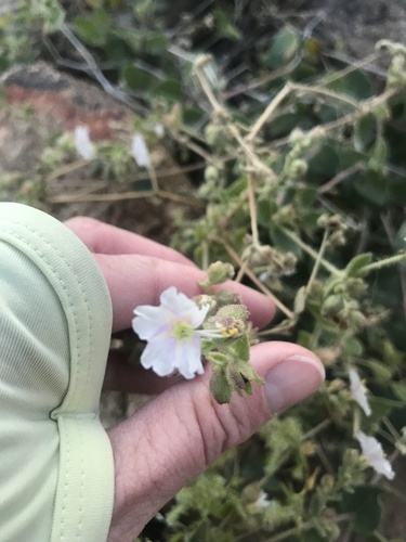 Mirabilis laevis (Wishbone Bush) (alternate view 7)