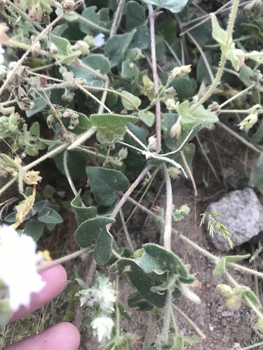 Mirabilis laevis (Wishbone Bush) (alternate view 8)