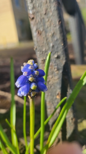 Muscari armeniacum (grape hyacinth) (alternate view 4)