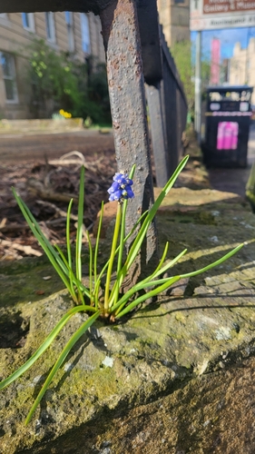 Muscari armeniacum (grape hyacinth) (alternate view 5)