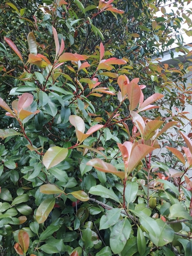 Photinia × fraseri (Red Tip Photinia) (alternate view 6)