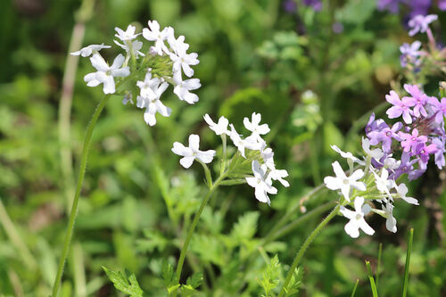 Glandularia canadensis (rose vervain)