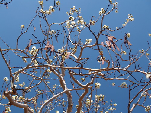 Albizia (Mimosa, silk trees, false-thorns, and allies) (alternate view 4)