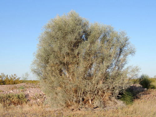 Psorodendron spinosum (Smoketree) (alternate view 4)