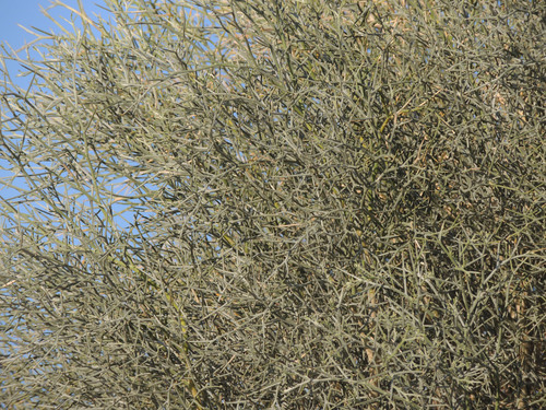 Psorodendron spinosum (Smoketree) (alternate view 5)