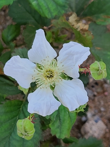 Rubus trivialis (southern dewberry)