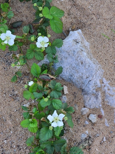 Rubus trivialis (southern dewberry)