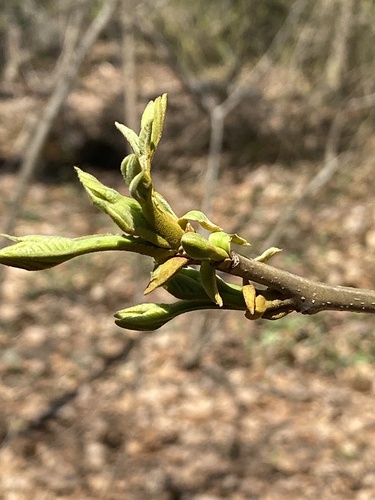 Carya cordiformis (bitternut hickory)